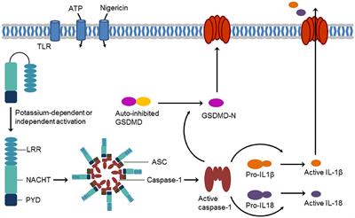 Development of Fluorescent and Biotin Probes Targeting NLRP3